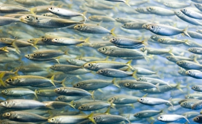 תביעות קטנות ומוזרות